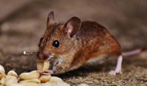 24 Hour & Emergency Exterminators in New Richmond, IN
